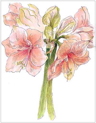 Amaryllis Print image