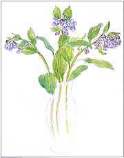 Virginia Bluebell Print